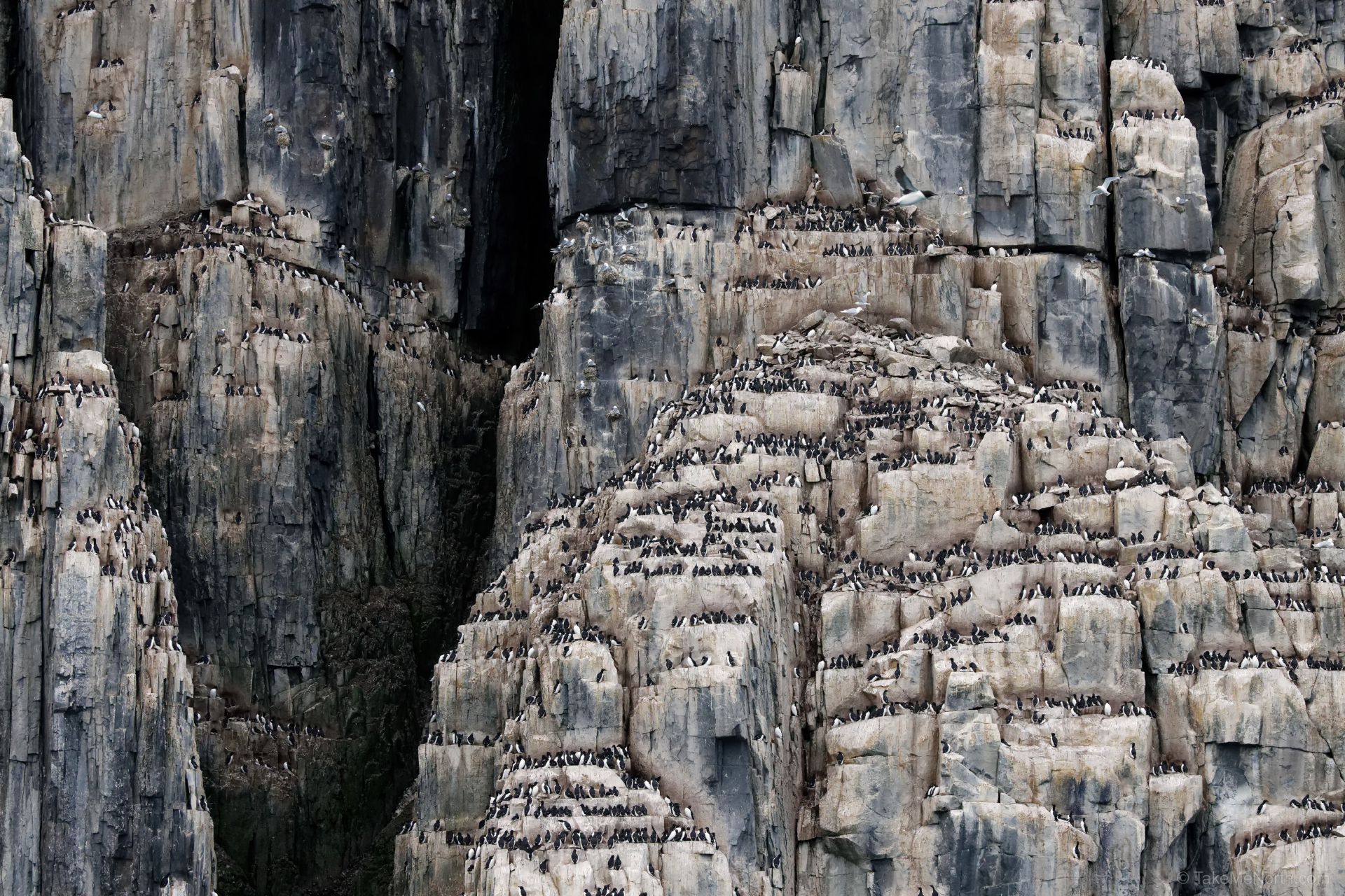 Alkefjellet, the Majestic Cliffs of the Arctic