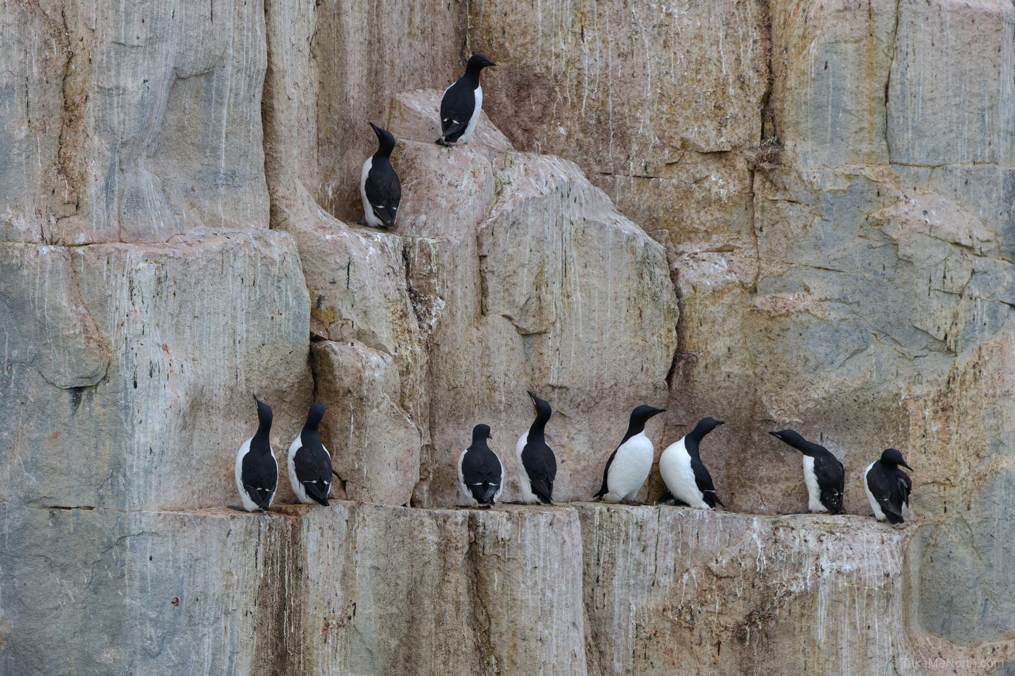 Brünnich’s guillemots at Alkefjellet