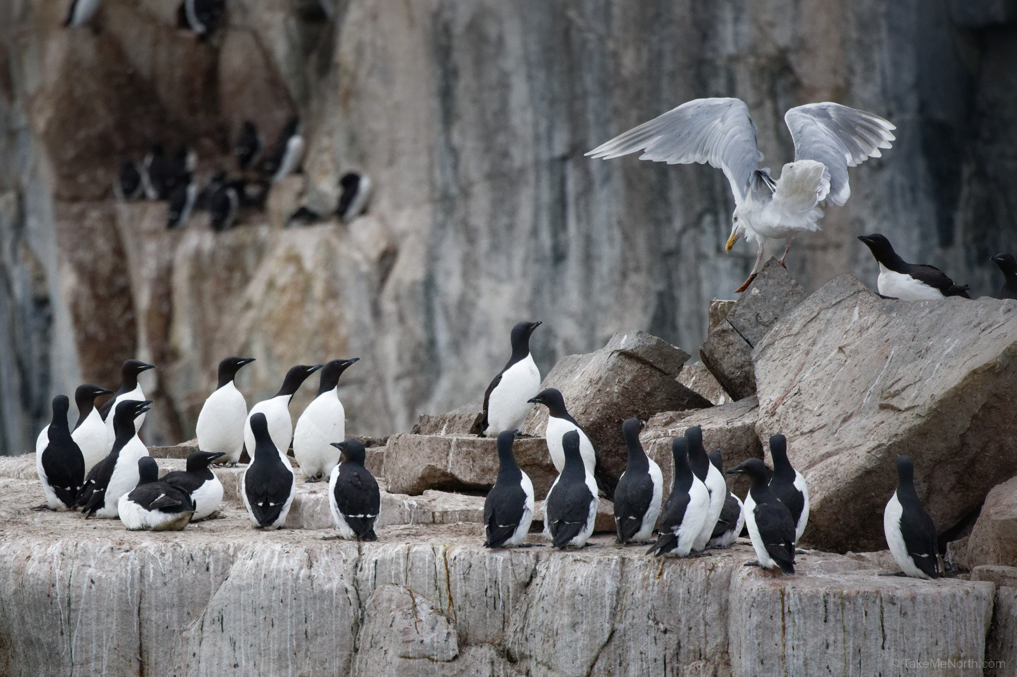 Brünnich’s guillemots defending their turf against an opportunistic sea gull