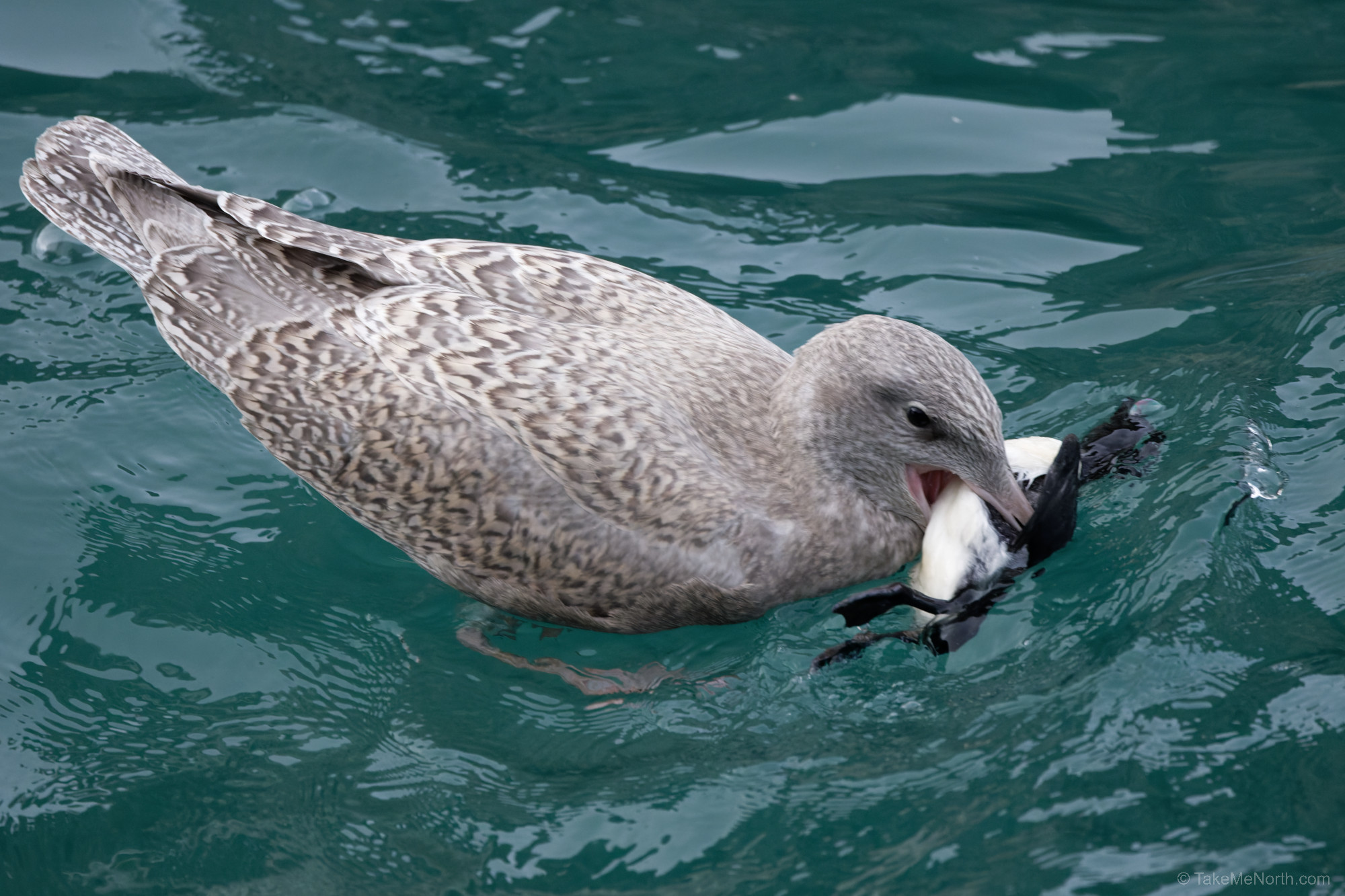 A juvenile arctic skua preying on a hatchling Brünnich’s guillemot