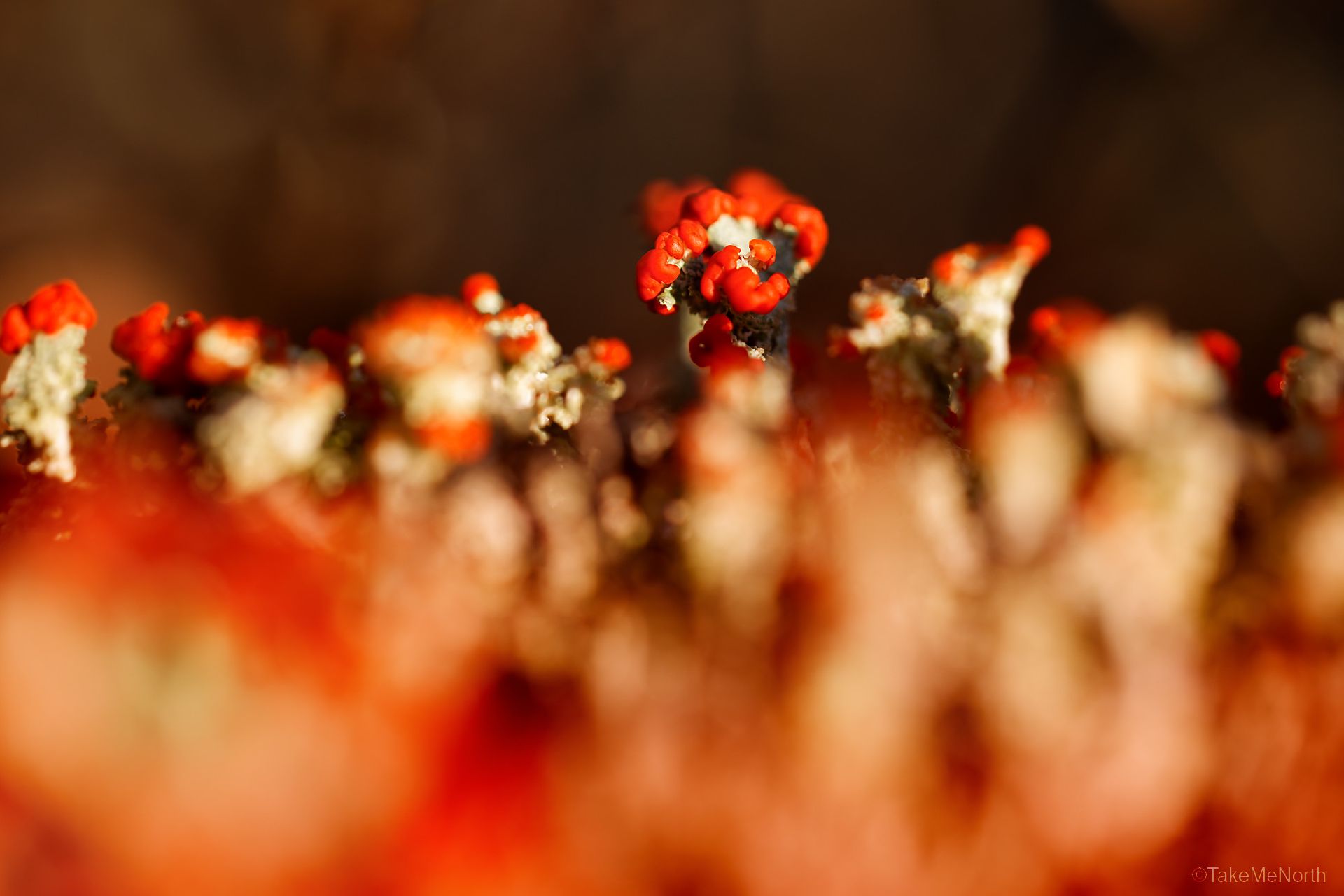 The Microcosmos of the Rondane