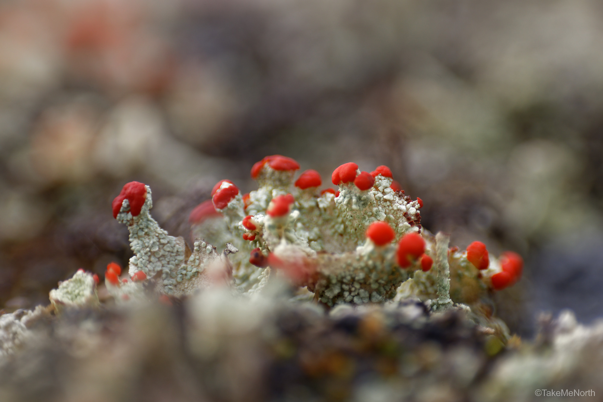 Cladonia coccifera (Madame’s cup lichen).