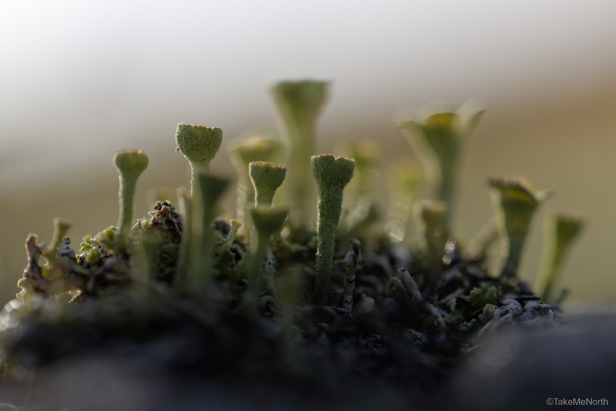 Cladonia asahinae (Pixie cup lichen).