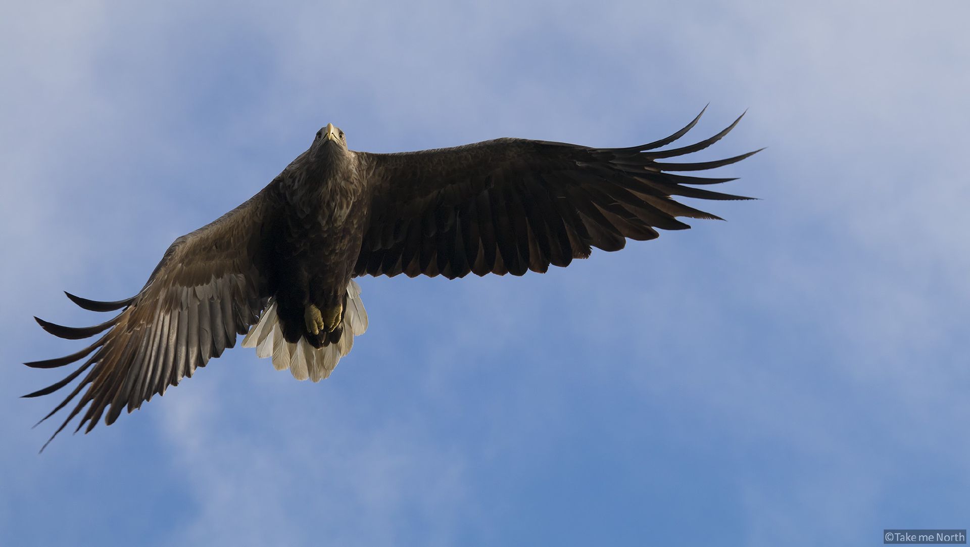 Sea eagles of the Lofoten