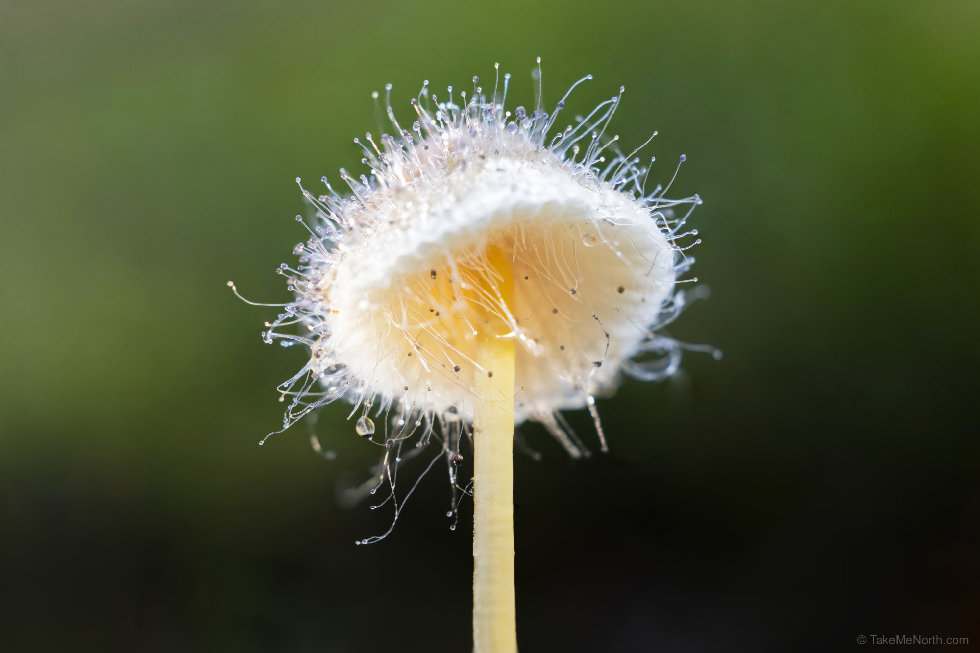 Pin mold on mycena