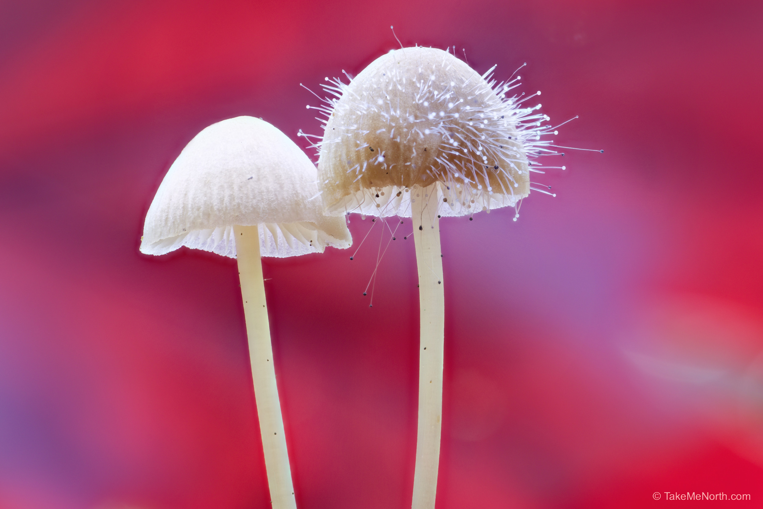 Pin mold on mycena