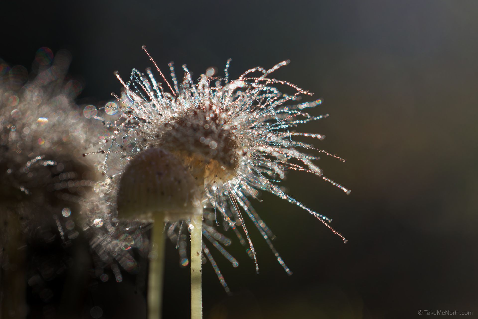 Spinellus Fusiger on Mycena: parasites on the forest floor