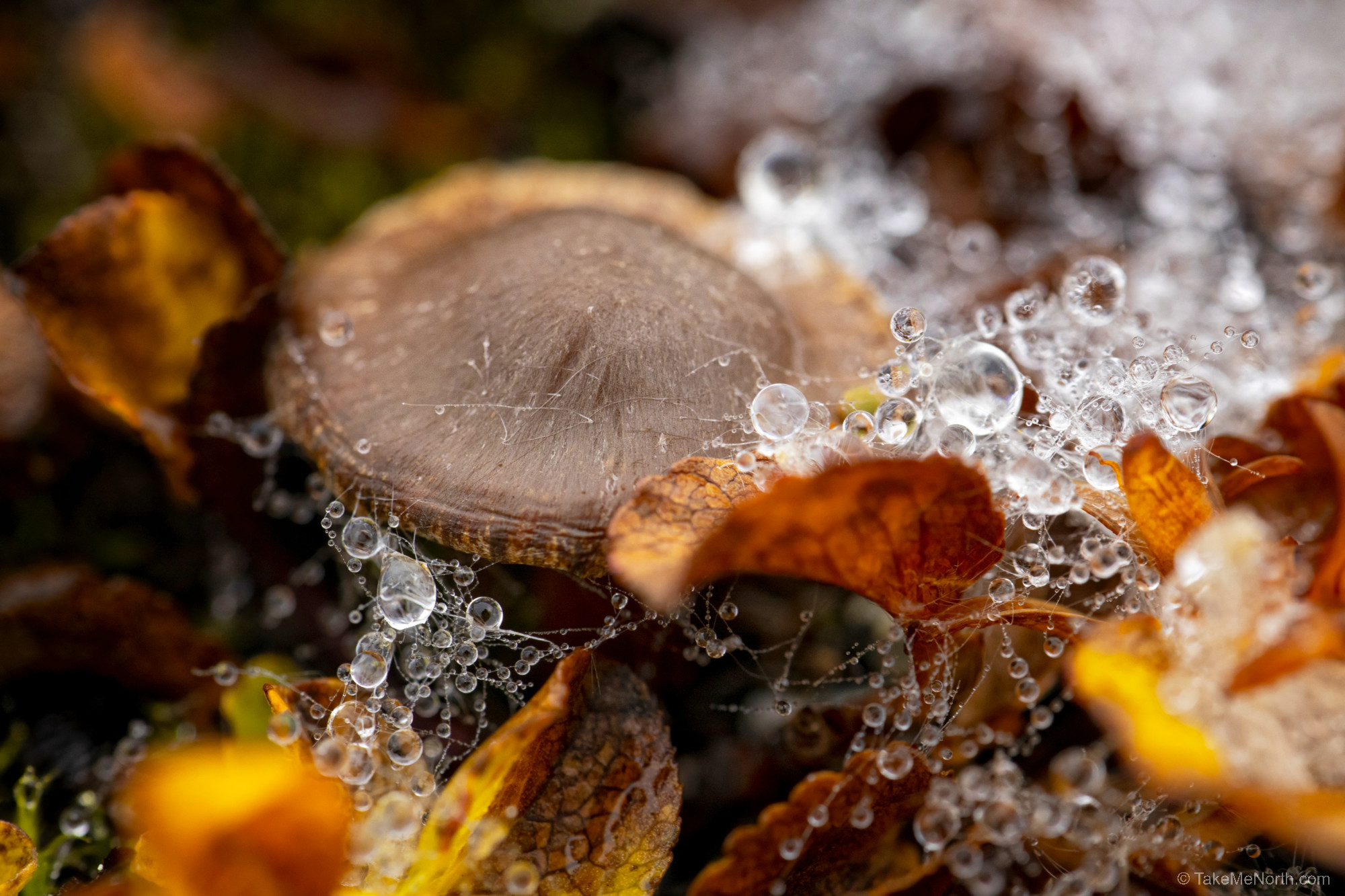 Water droplets and a mushroom on the tundra