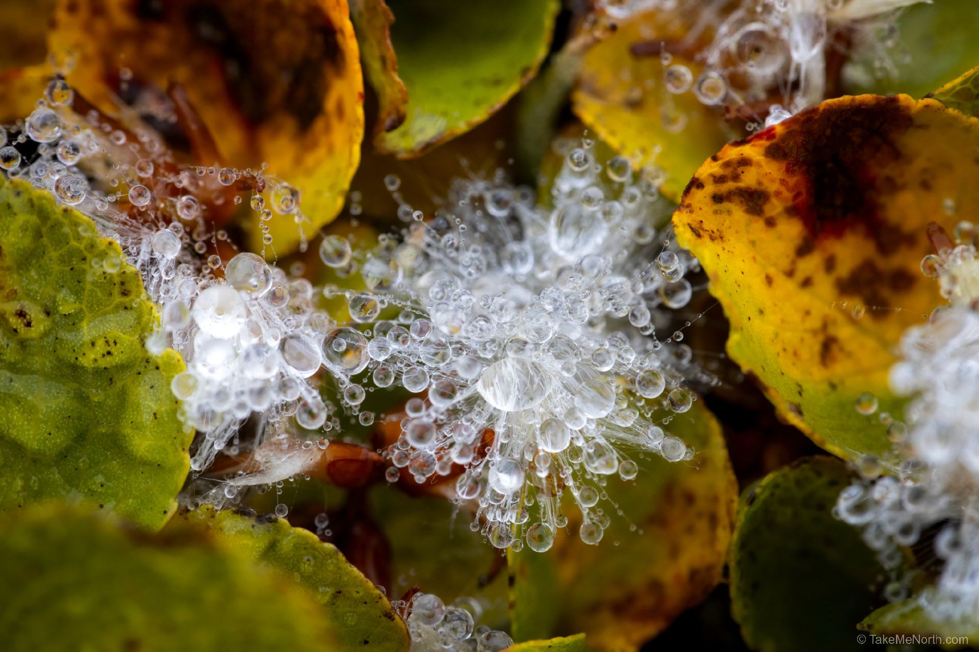 Water droplets in marvelous patterns on the high tundra